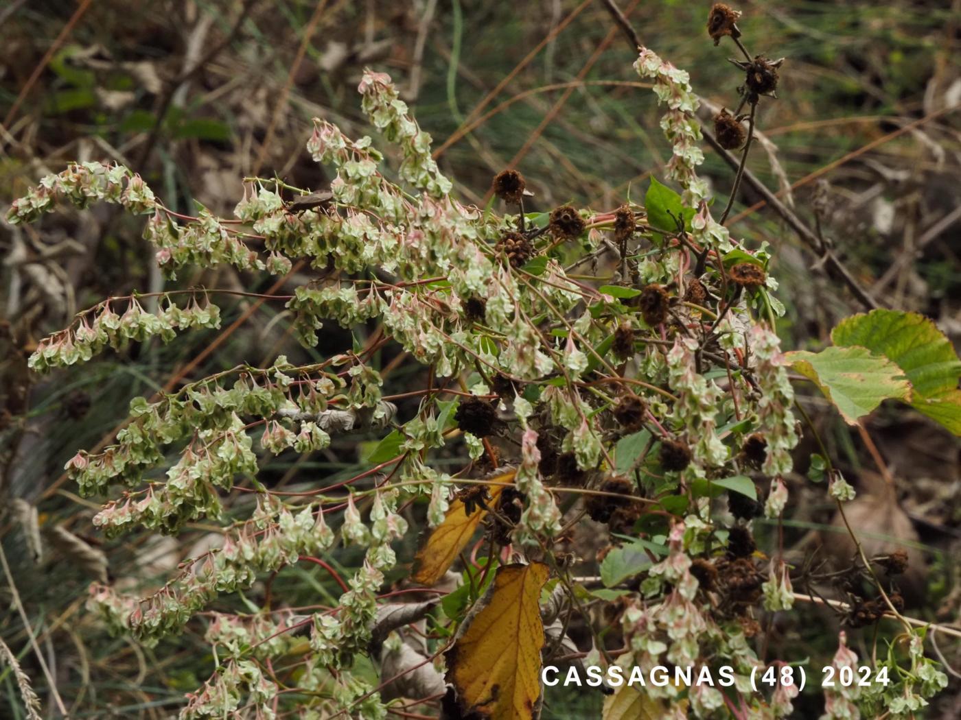 Buckwheat, Copse plant